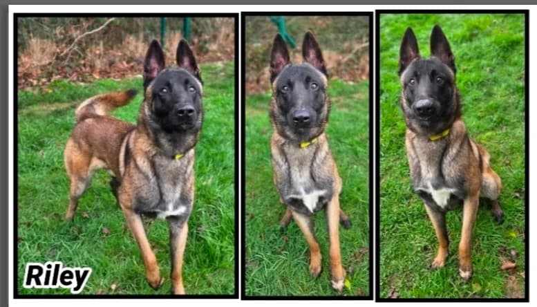 RILEY, male Belgian Malinois for adoption at Cherbourg