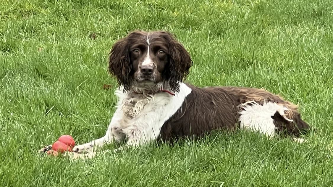 NELL, female senior mixed breed for adoption at SPA Chilleurs-aux-Bois, Chilleurs