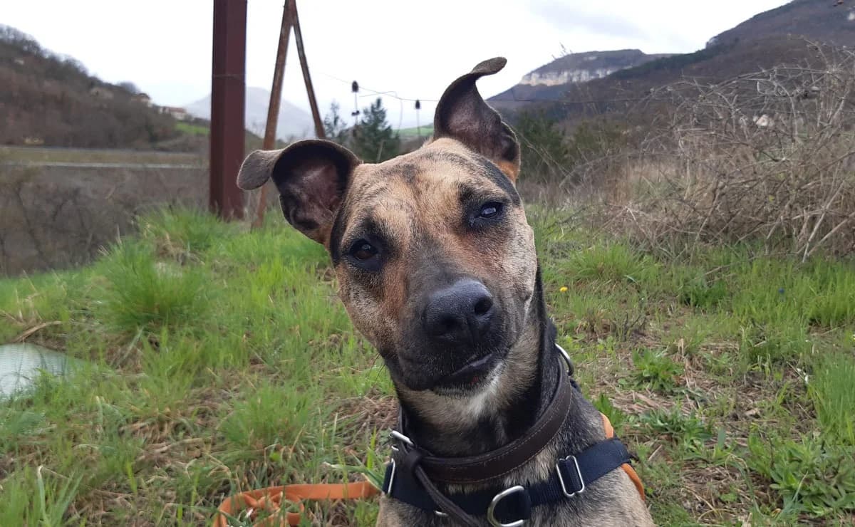 Amour, Mixed Breed (SPA Millau)