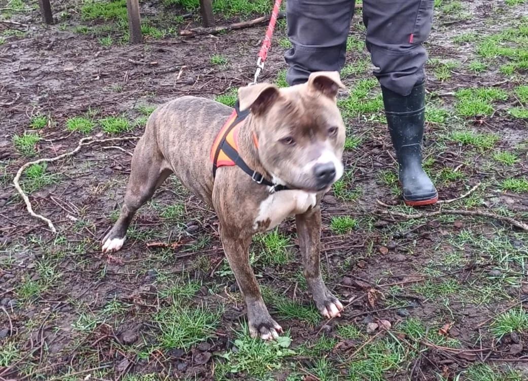 ICE, male young Mixed Breed for adoption at SPA Le Mans (Yvré-L'Évêque)
