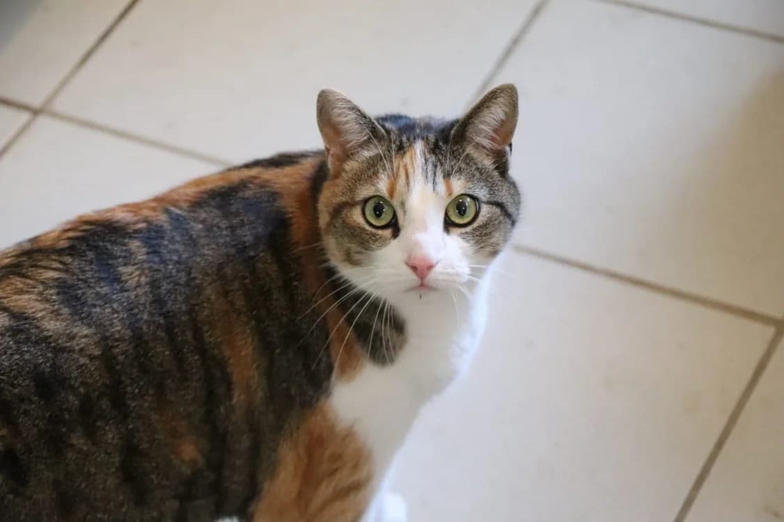CHATOUILLE, unknown male mixed breed for adoption at Maison SPA), Tourcoing