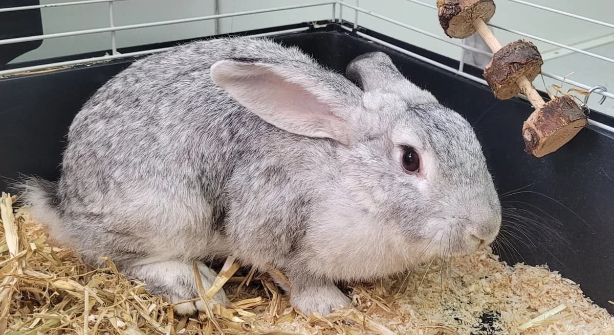 INAYA, female mixed breed for adoption at SPA Saint-Omer, Omer
