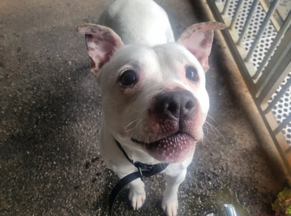 Whity, Staffordshire Bull Terrier (SPA Albi (Le Garric))
