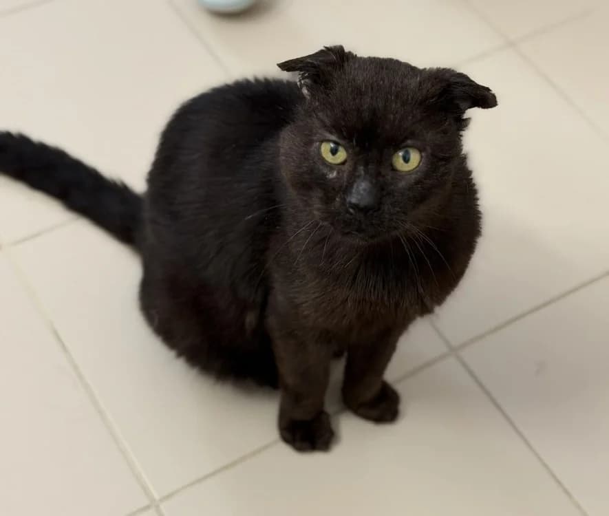 Arnold, male senior mixed breed for adoption at SPA Compiègne, Compiègne
