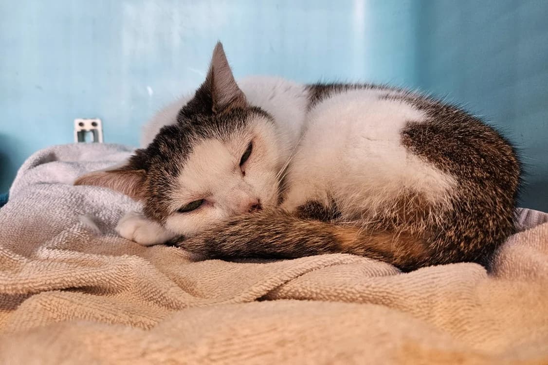 PRINCESSE, female senior mixed breed for adoption at SPA Rennes, Rennes