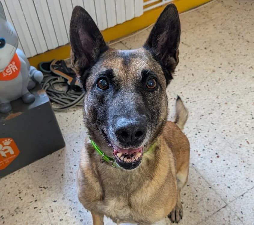 FIFI, female 7yo Belgian Malinois for adoption at SPA Laon, Laon