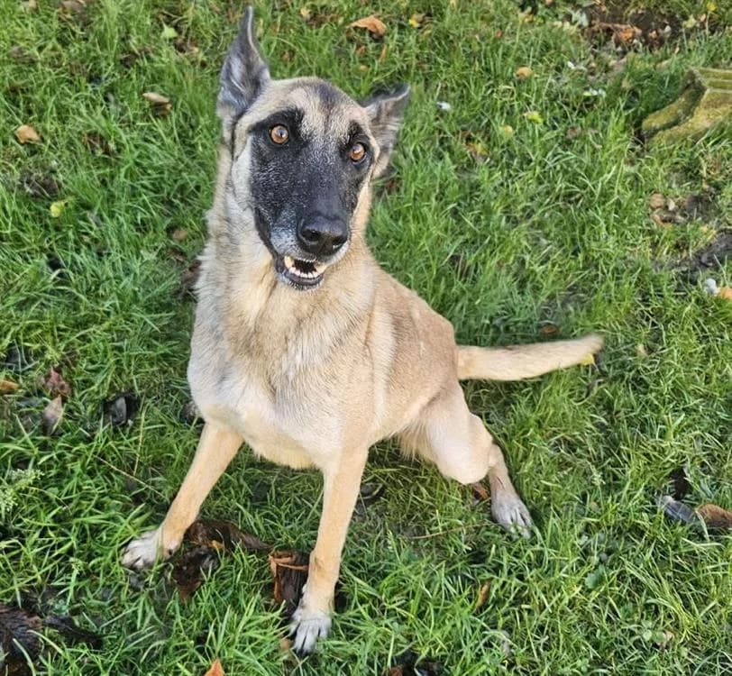 PEPITA, Belgian Malinois (SPA Laon)