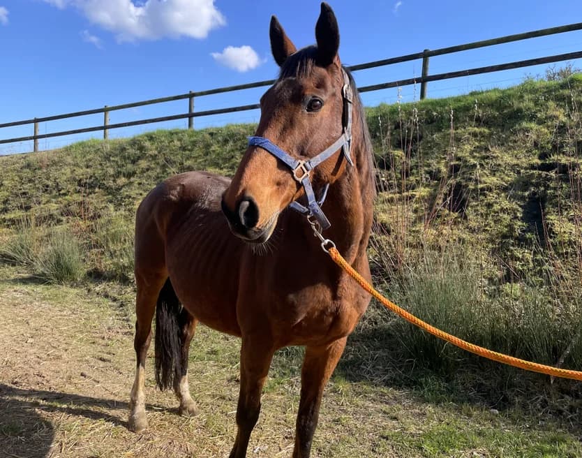 MARMALADE LADY, female senior mixed breed for adoption at SPA Grand Refuge de Pervenchères, Pervencheres