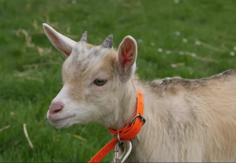 BABYCREAM, female mixed breed for adoption at SPA Grand Refuge de Pervenchères, Pervencheres
