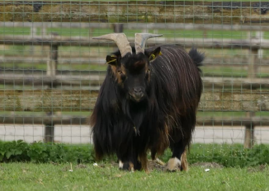 MALLOW, male mixed breed for adoption at SPA Grand Refuge de Pervenchères, Pervencheres
