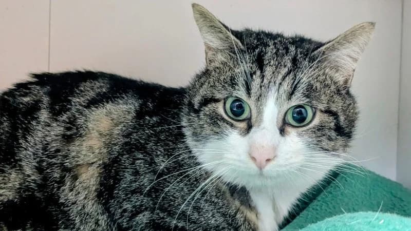 DIDI, male mixed breed for adoption at Maison SPA), Tourcoing