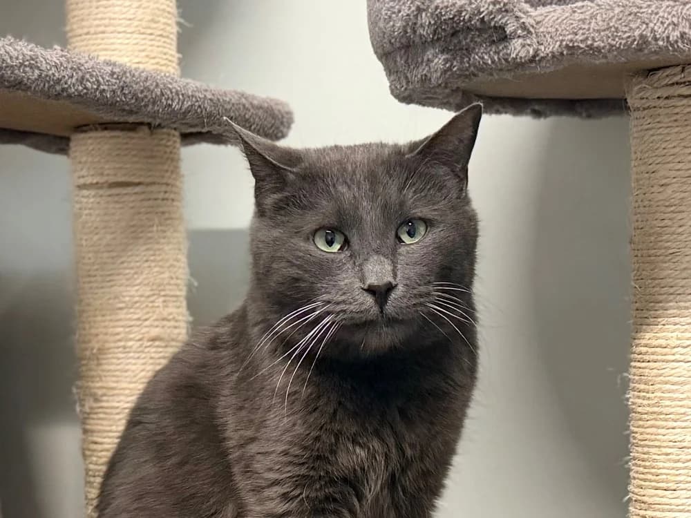 GRIZZY, unknown male mixed breed for adoption at SPA Cluses, Cluses