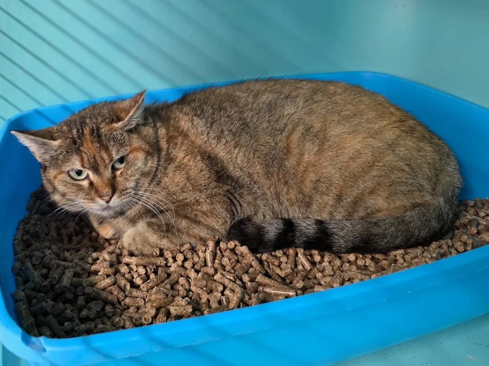 Roussette, unknown female mixed breed for adoption at SPA Plouhinec, Plouhinec