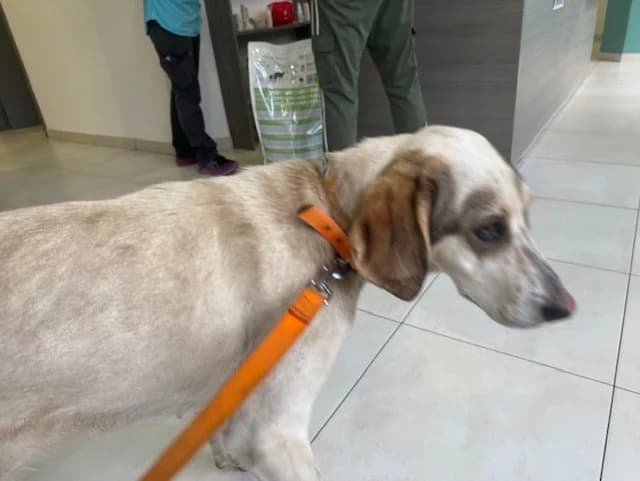 ISIS, female mixed breed for adoption at Ajaccio