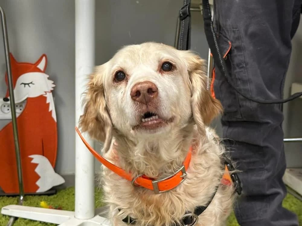 MAXOU, Brittany Spaniel (Coeur de Flandres))