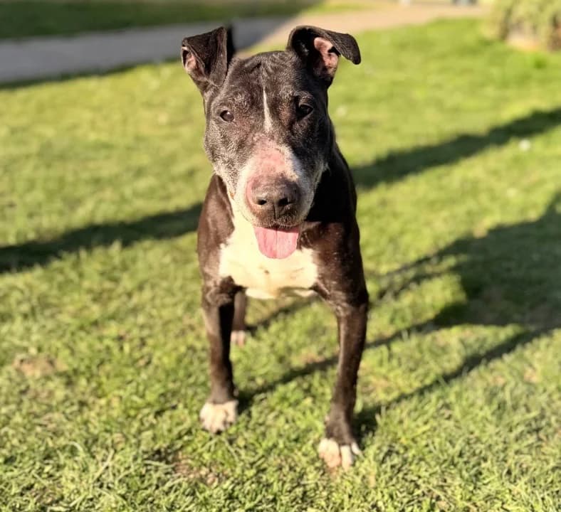 Lady, Bull Terrier (SPA Compiègne)