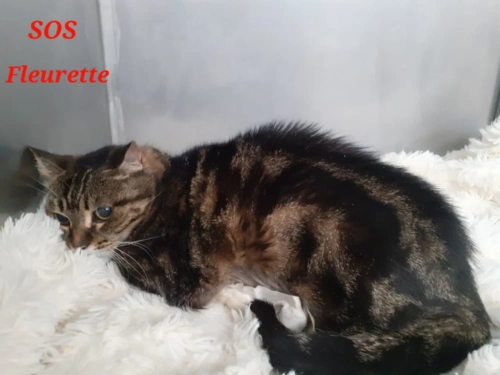Fleurette, female senior mixed breed for adoption at Amiens), Poulainville