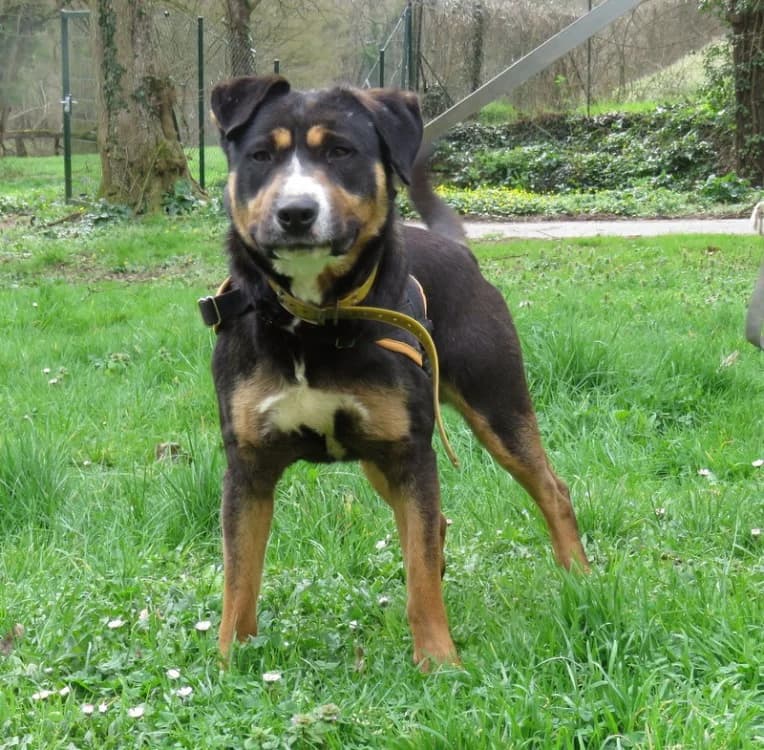 TITUS, Mixed Breed (SPA Mirepoix)