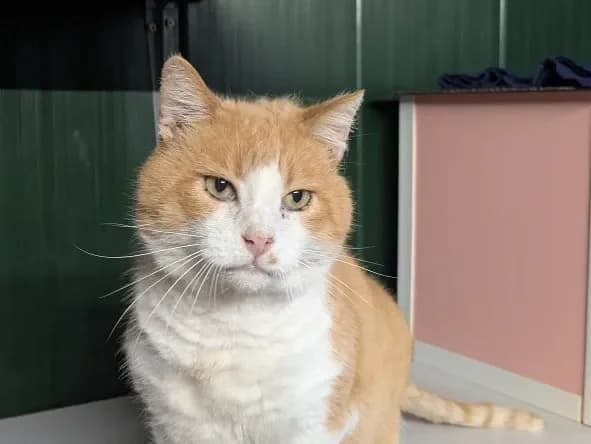 OUPS, male mixed breed for adoption at Bouguenais), Nantes photo 2