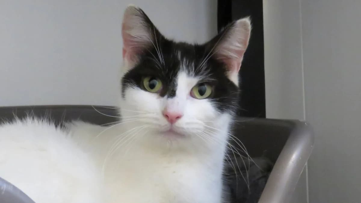 Mia,  (SPA Vichy (Brugheas))