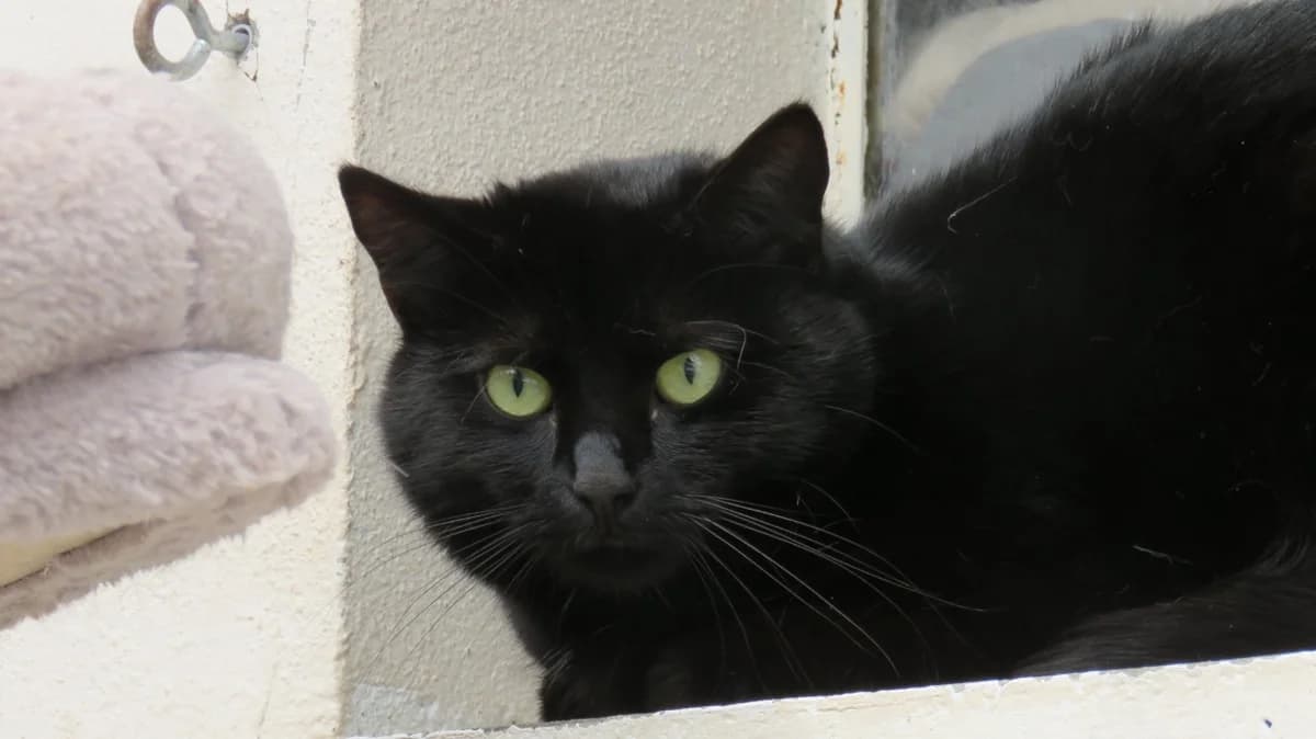 BUSTER, female mixed breed for adoption at SPA Chilleurs-aux-Bois, Chilleurs