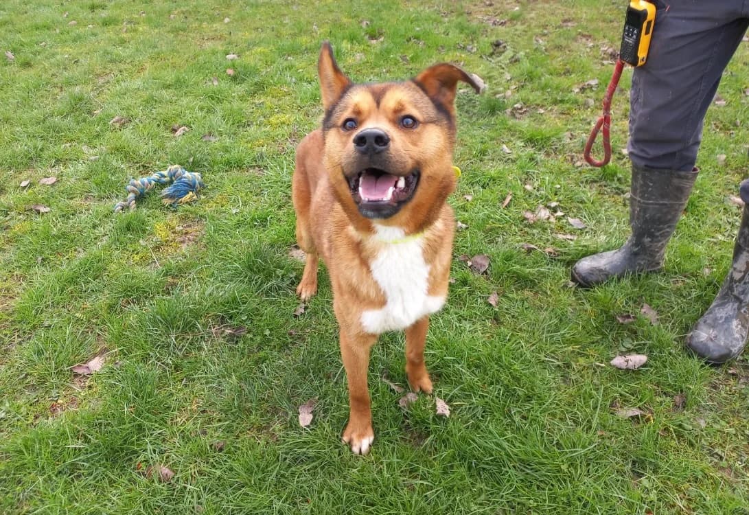 Michel, male young Mixed Breed for adoption at SPA Arras (Tilloy), Arras