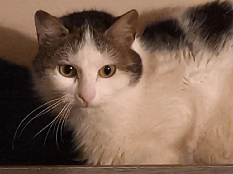 PETIT BLANC, male 6yo mixed breed for adoption at SPA Rennes, Rennes