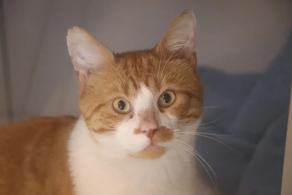 Attila, red_chestnut_orange male mixed breed for adoption at SPA Beaurepaire-en-Bresse, Beaurepaire — photo 2 of 2