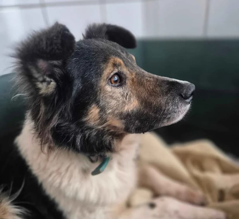 SACHA, Border Collie (SPA Saint-Omer)