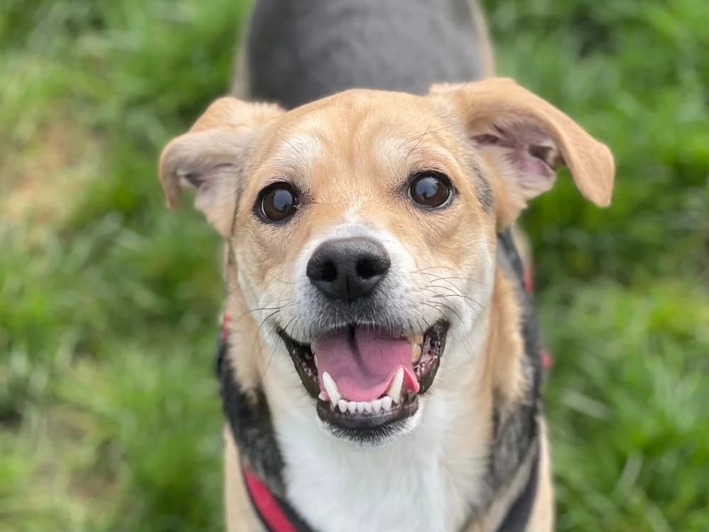 AQME, male Mixed Breed for adoption at SPA Gennevilliers (Grammont), Gennevilliers