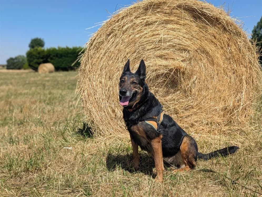 BEAUTE PAA24135, brown_chocolate female German Shepherd for adoption at SPA Plaisir, Plaisir
