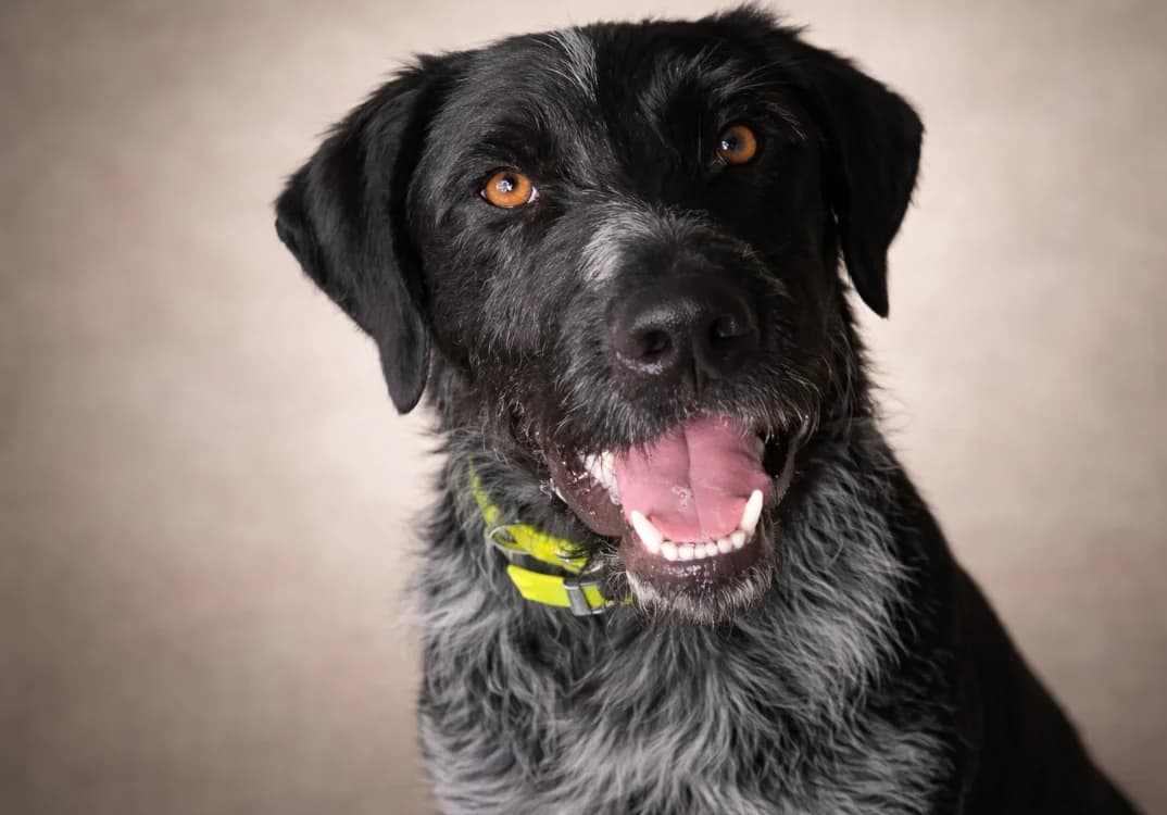 HARLEM, male young Mixed Breed for adoption at SPA Troyes, Troyes