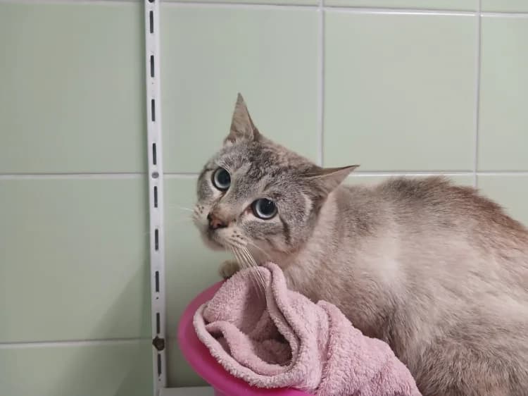 POLTRONE, male mixed breed for adoption at Moree