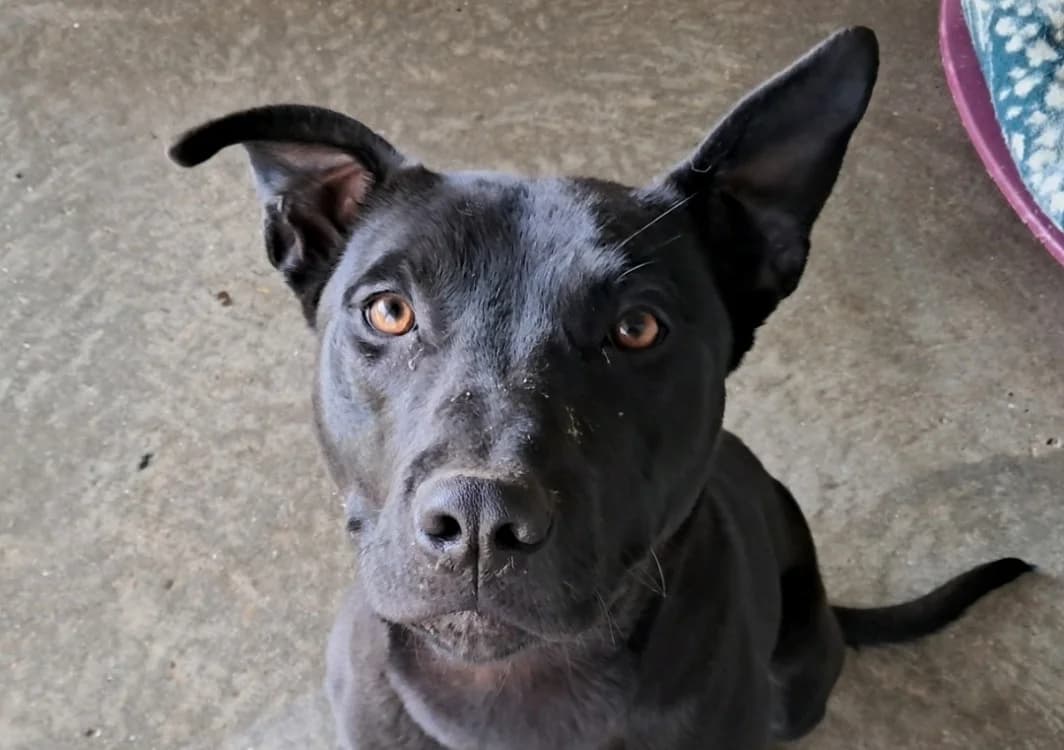 Spike, male Mixed Breed for adoption at De Marsan