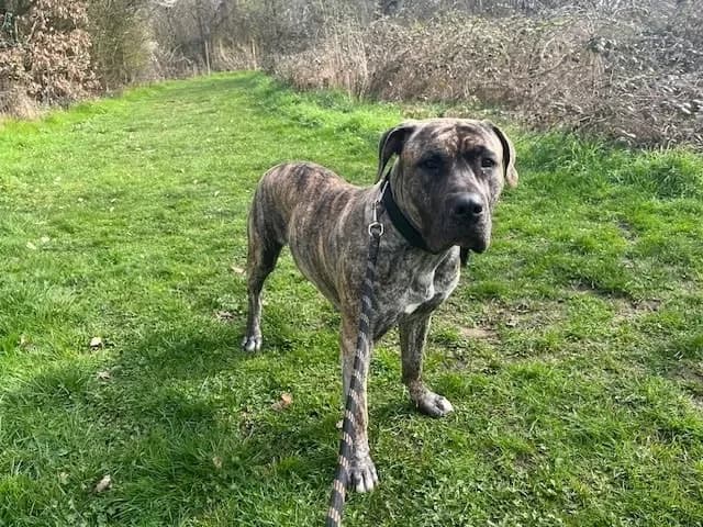 SIA OAA19954 photo 2