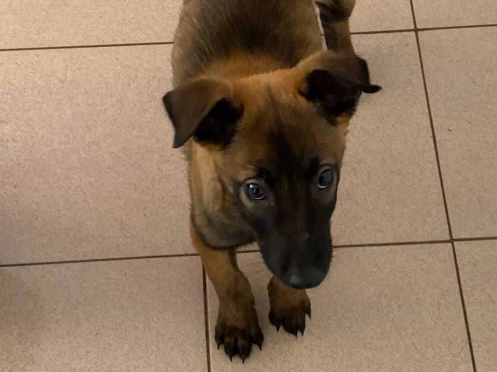 Eddy, Belgian Malinois (SPA Château-d'Olonne)