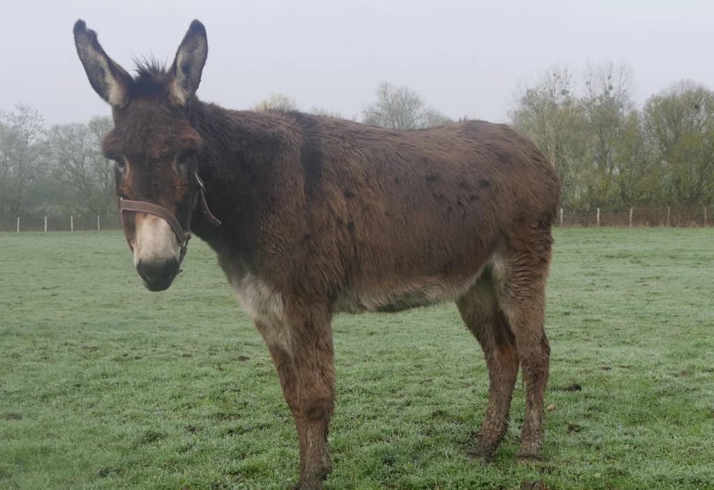 VALENTINE 26, female senior mixed breed for adoption at SPA Grand Refuge de Pervenchères, Pervencheres