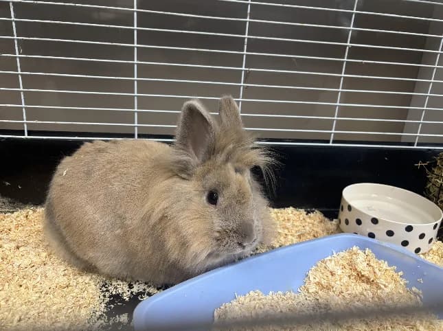 DJANGO,  (SPA Rennes)