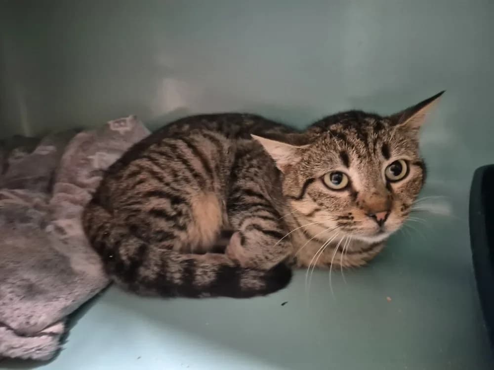 Mister, male mixed breed for adoption at SPA Sarreguemines, Sarreguemines — photo 2 of 2