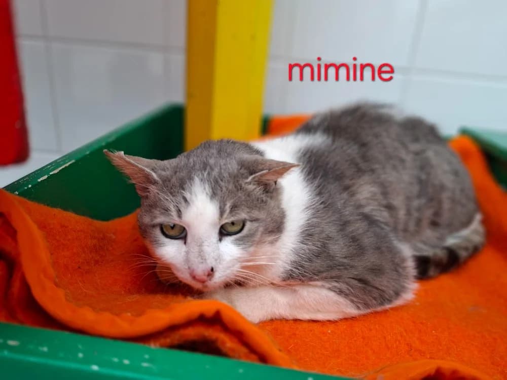 Mimine,  (Amiens))