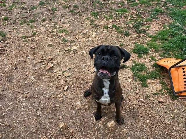 TITUS, male mixed breed for adoption at SPA Redon, Redon