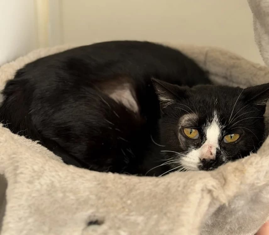 Lagertha, female 6yo mixed breed for adoption at SPA Compiègne, Compiègne