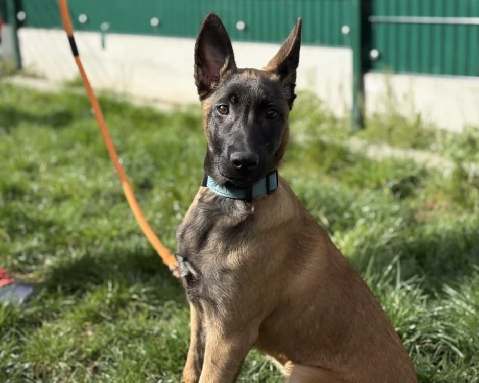 ATHENA DU PARADIS DES EDELWEISS