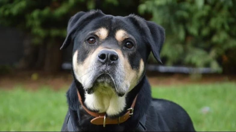 WYSON CHAO, Mixed Breed (SPA Chamarande)