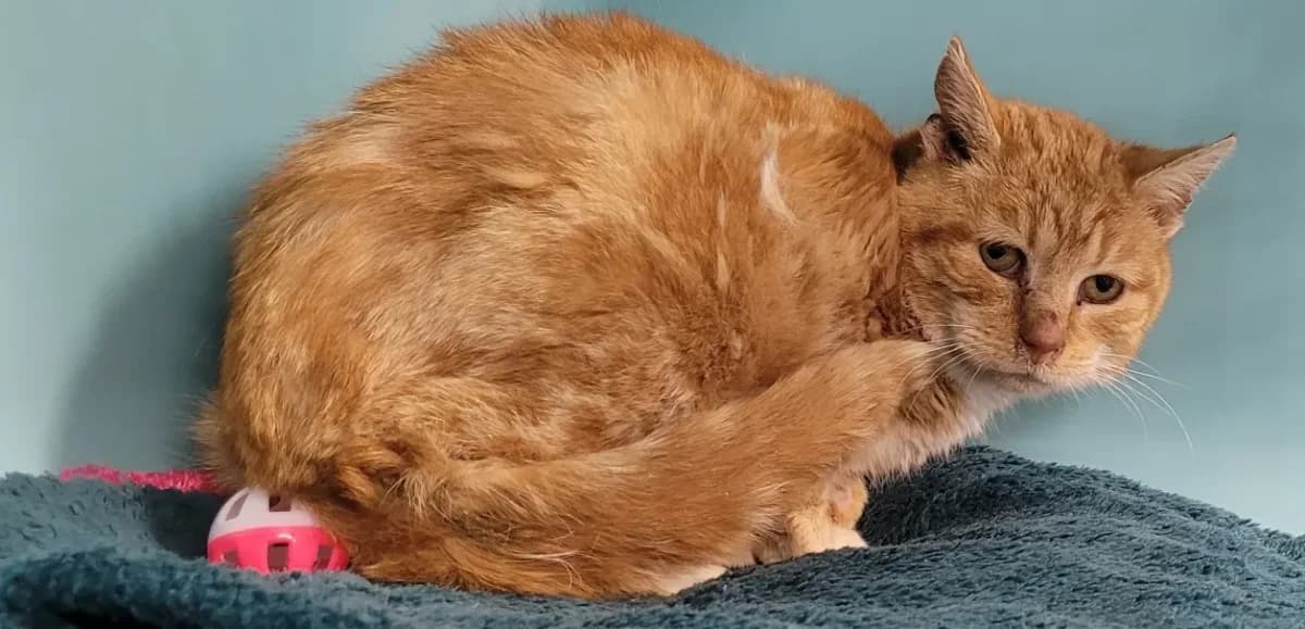 POGO, male mixed breed for adoption at SPA France, Paris — photo 2 of 2