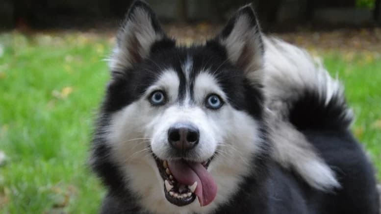 LOLA CHAO, Husky (SPA Chamarande)