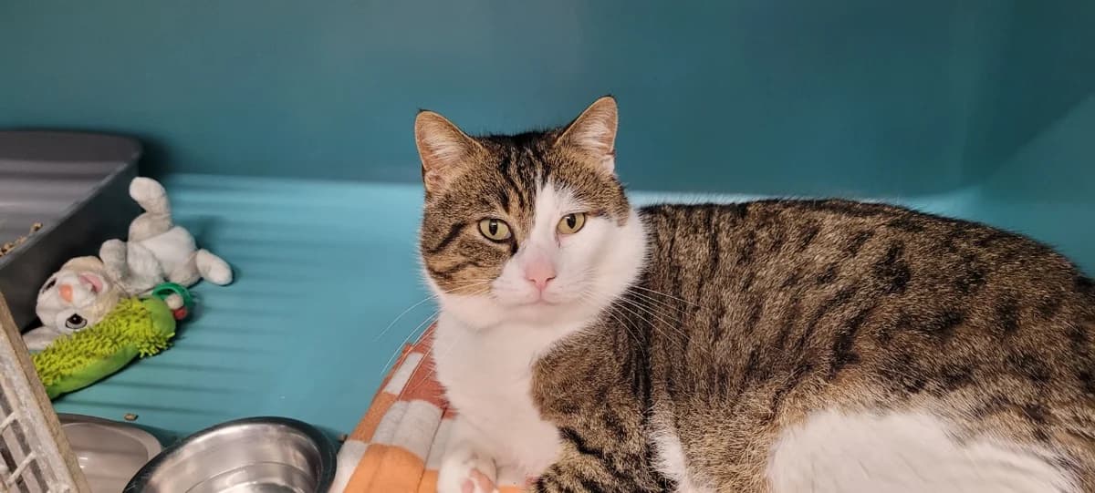 OSCAR,  (Jean Leriche))