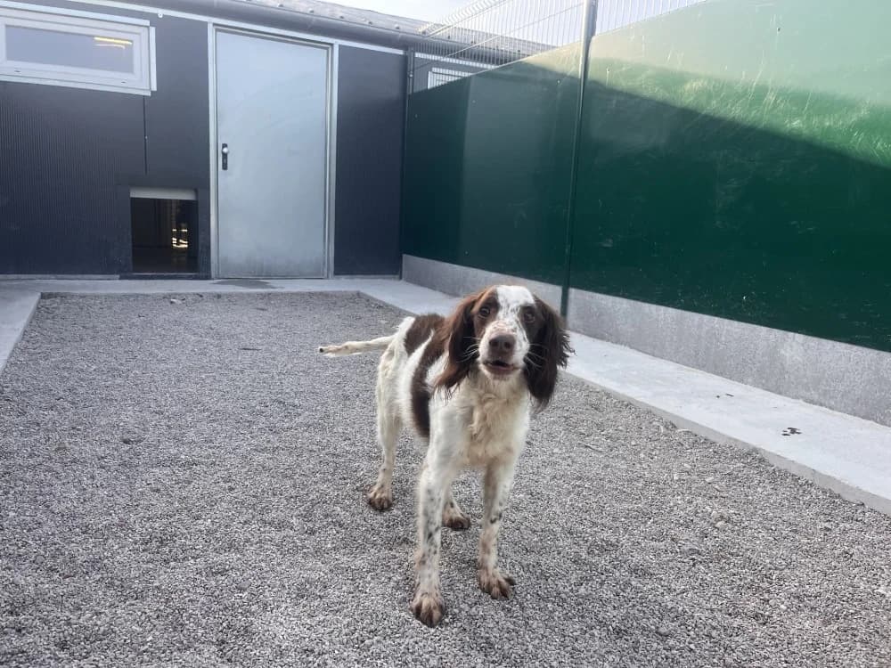 DJOE, male 7yo mixed breed for adoption at Coeur de Flandres), Hazebrouck