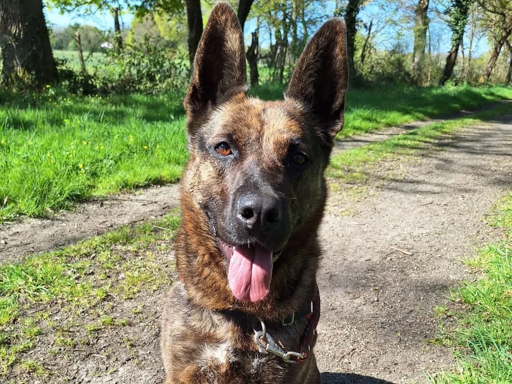 SARABI, female 7yo mixed breed for adoption at SPA Sarreguemines, Sarreguemines