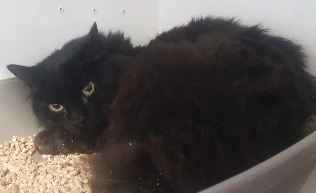 MIMI,  (SPA Briançon)
